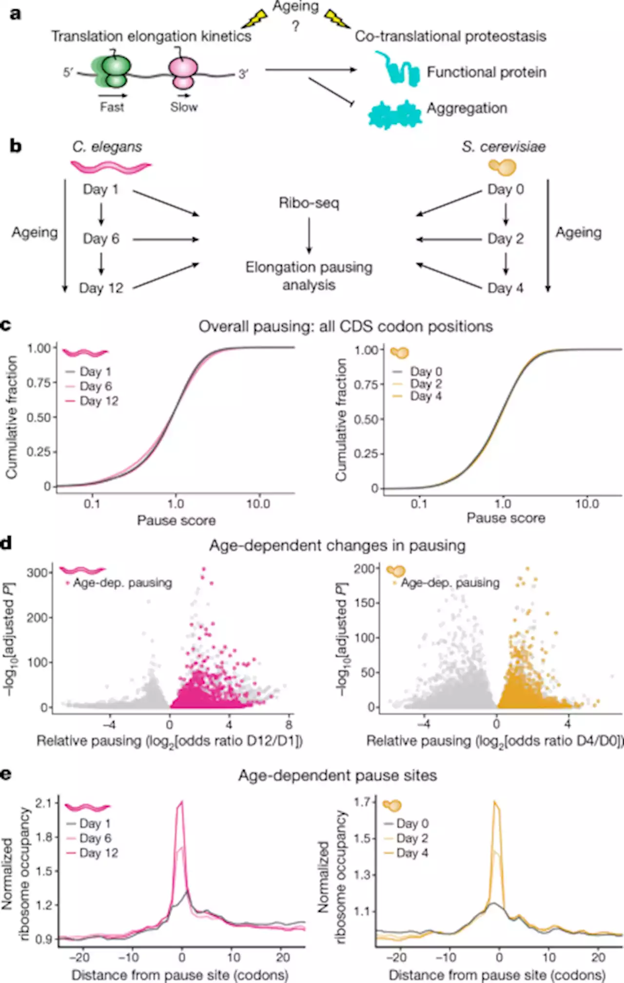 Ageing exacerbates ribosome pausing to disrupt cotranslational proteostasis - Nature