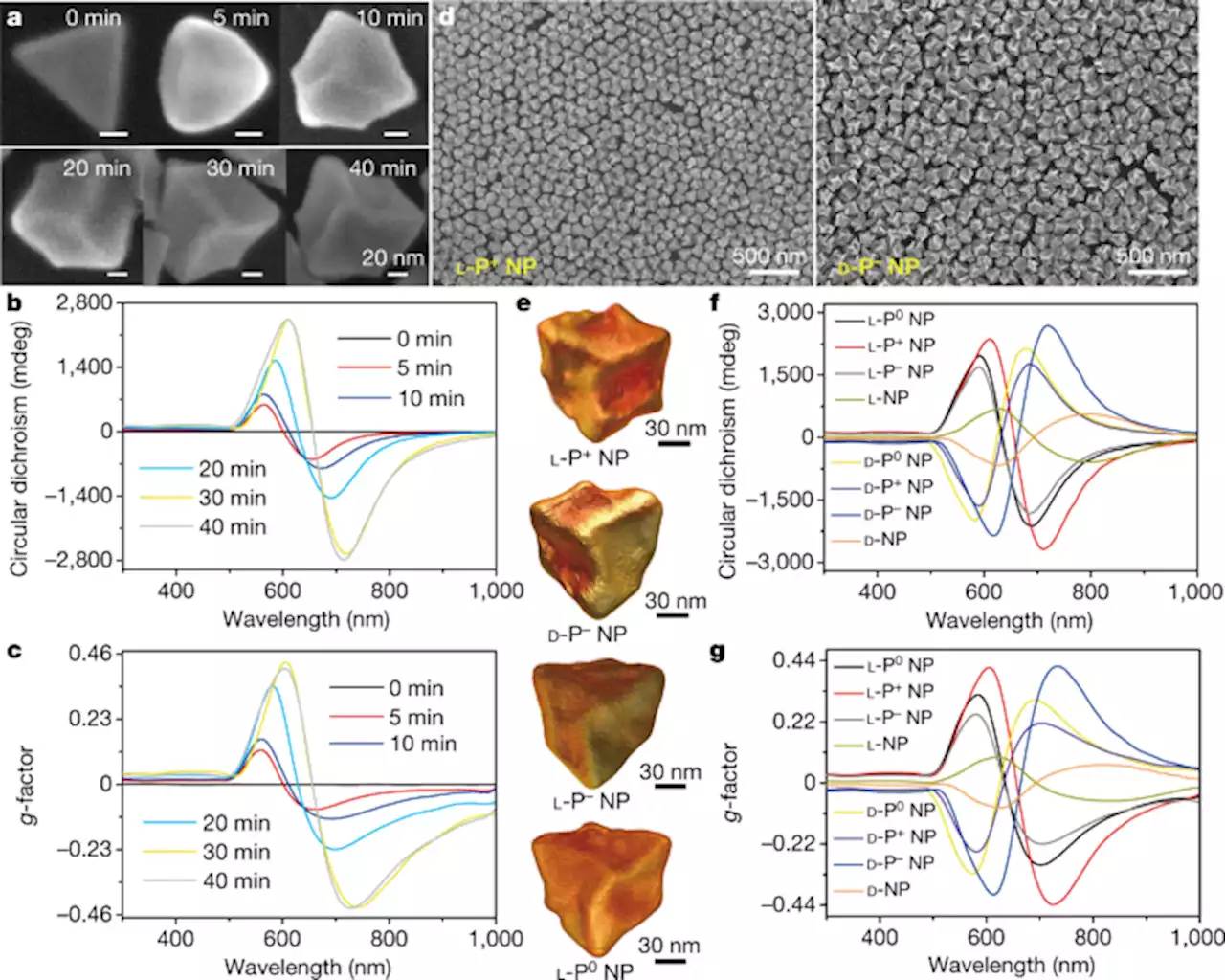 Enantiomer-dependent immunological response to chiral nanoparticles - Nature