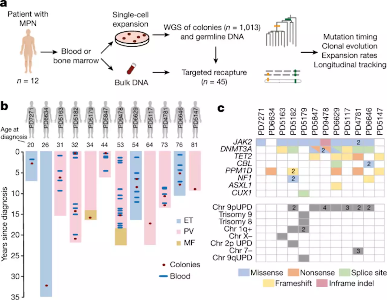 Life histories of myeloproliferative neoplasms inferred from phylogenies - Nature