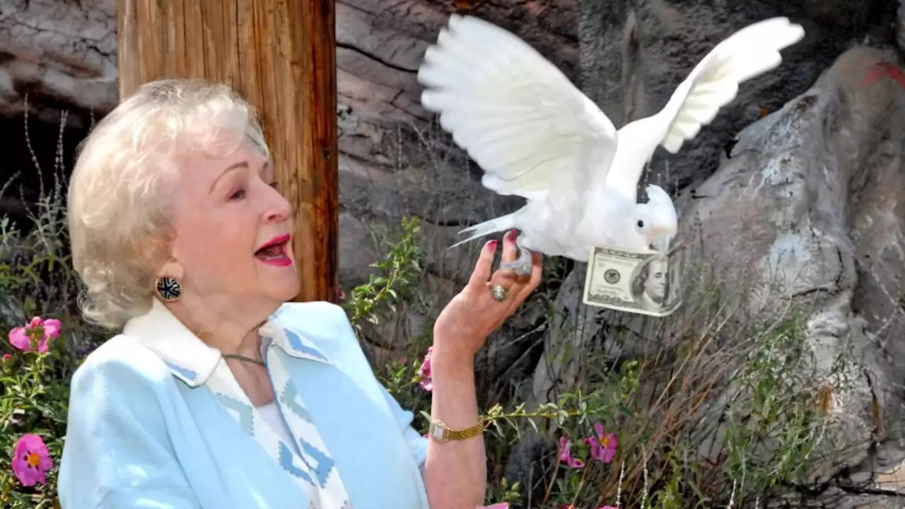 LA Zoo Raises Over $70,000 As Part Of #BettyWhiteChallenge