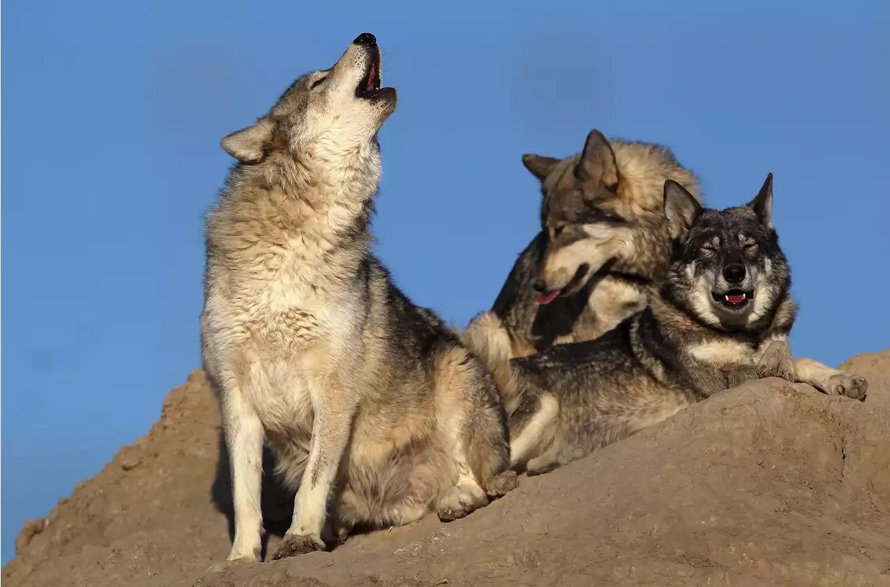 Watch entire wolf pack roaming Minnesota wilderness in stunning footage