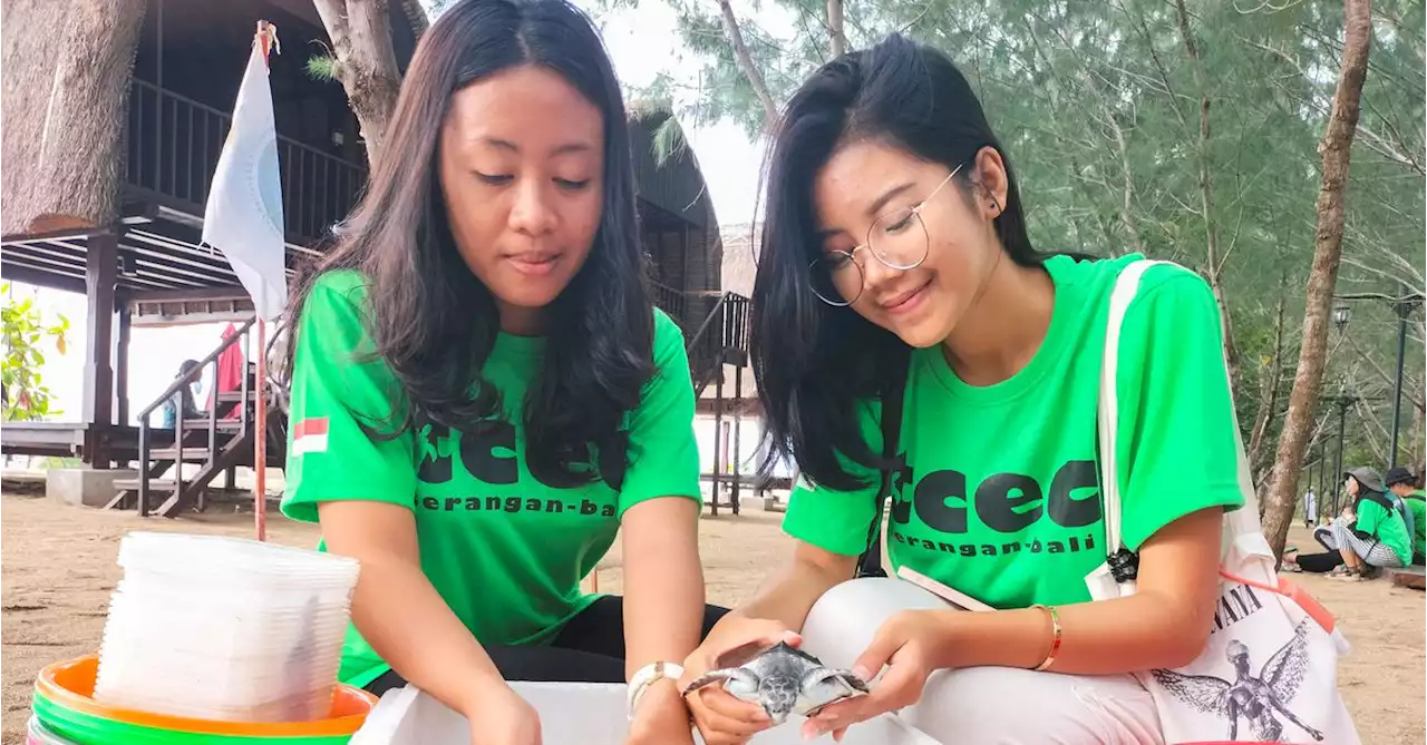 Bali beach releases endangered Indonesian turtles back to ocean