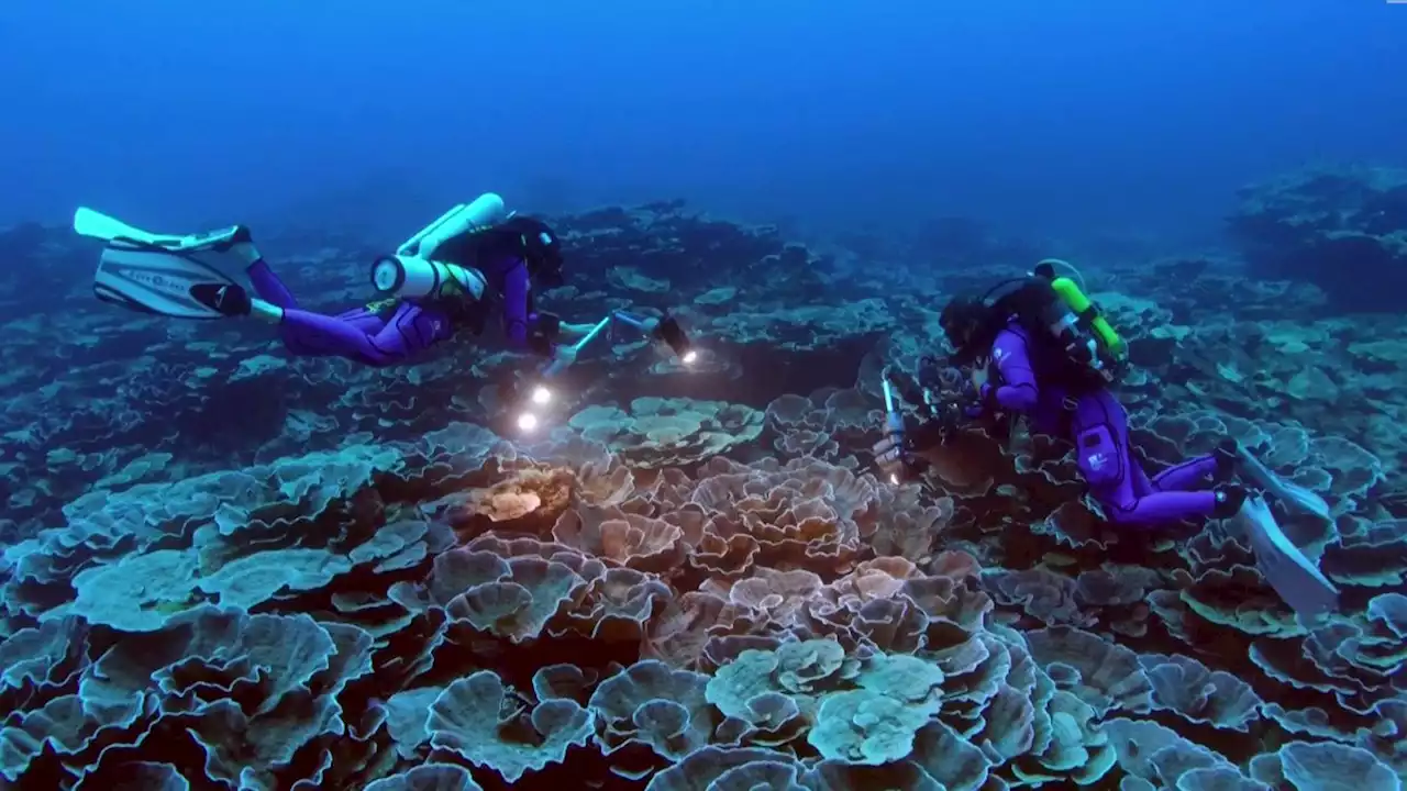 Pristine coral reef unblemished by warming oceans found off Tahiti