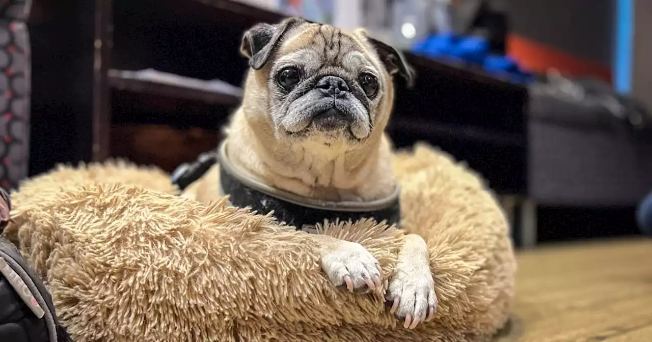 Noodle the pug is starring in a children’s book