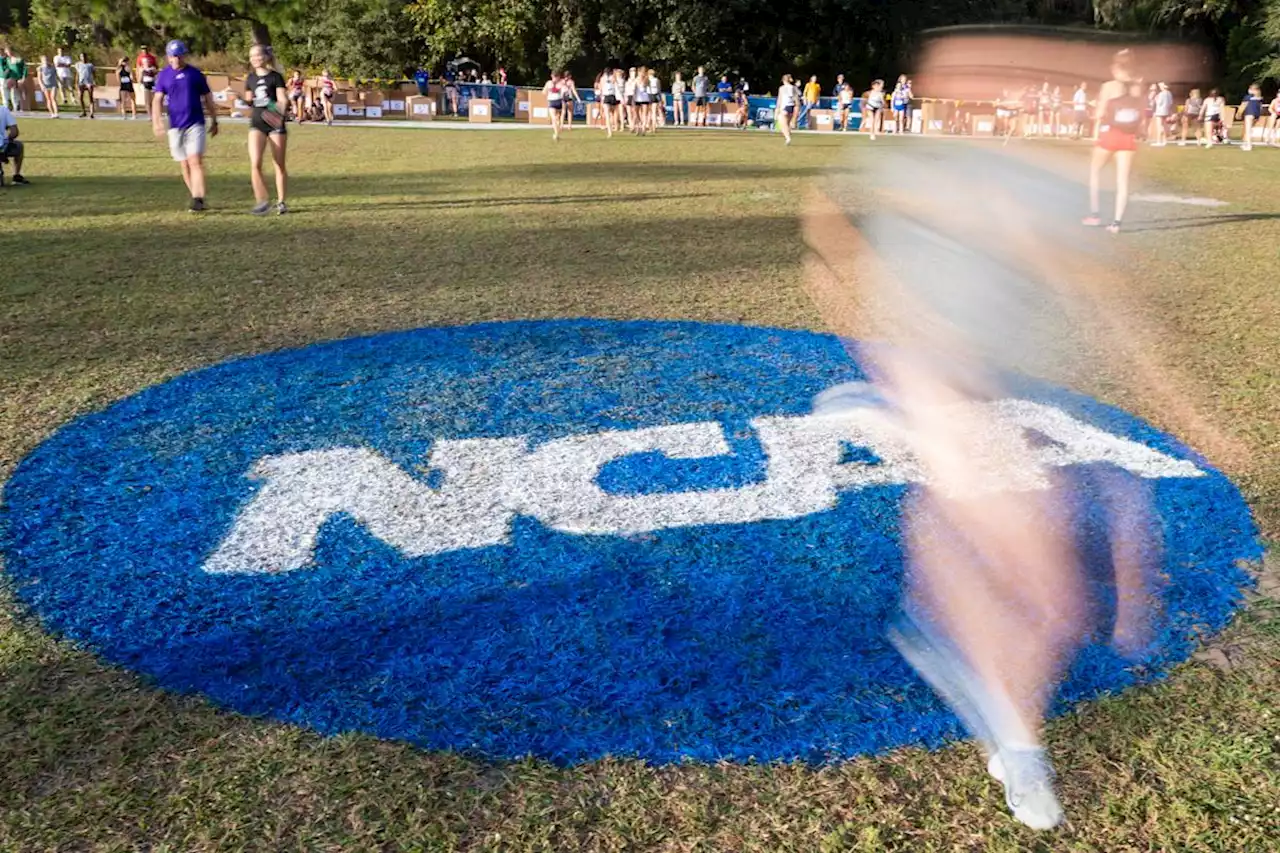 NCAA's new transgender athlete rules defer to national and international governing bodies