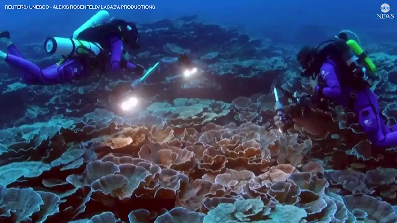 Discovery of 'pristine' coral reef near Tahiti could help save dying coral reefs around the world, scientist says