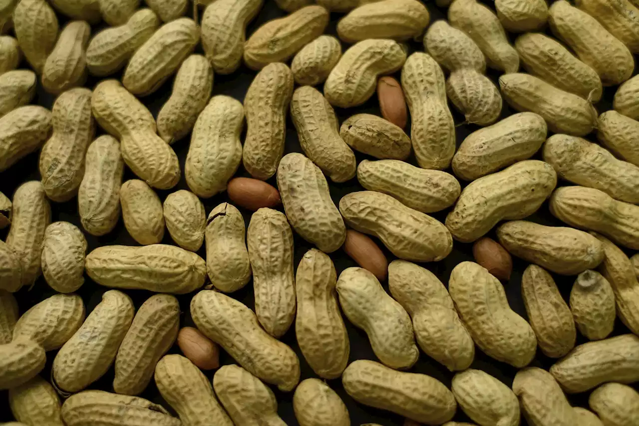 Early treatment could tame peanut allergies in small kids