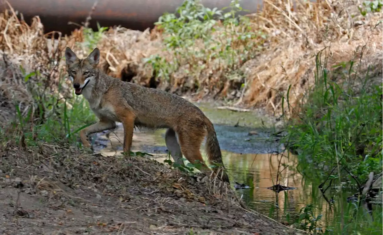 Frisco residents report 35 bobcat and coyote sightings in past 30 days