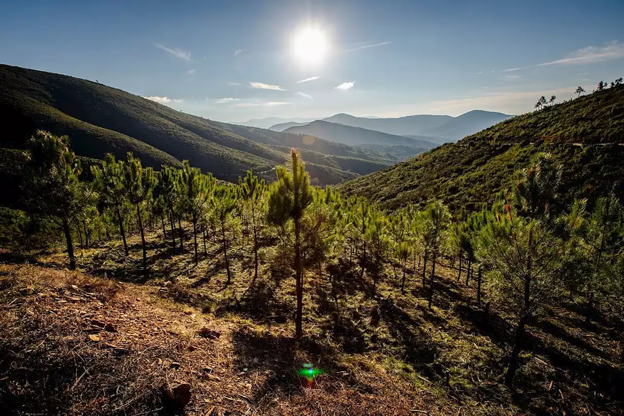 Motor verde: el mayor proyecto de reforestación de España comienza en Las Hurdes