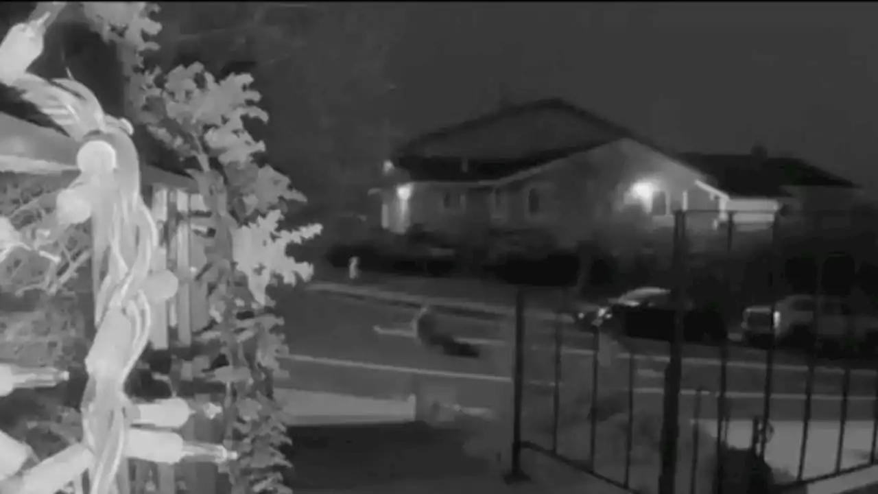 Deadly fight between mountain lions caught on Belmont resident's video