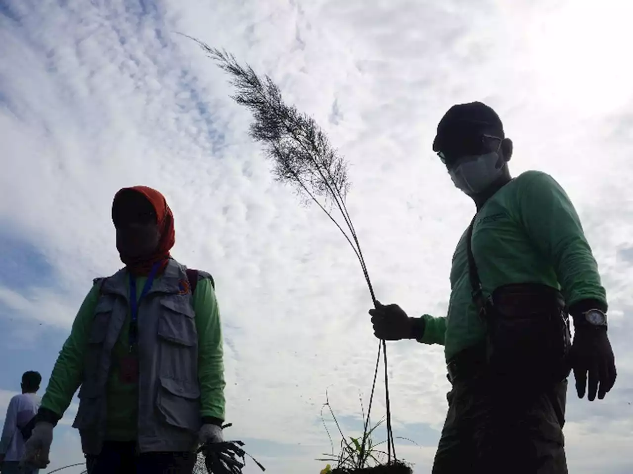 3.000 Cemara Laut Perkuat Perlindungan Pesisir Cilacap