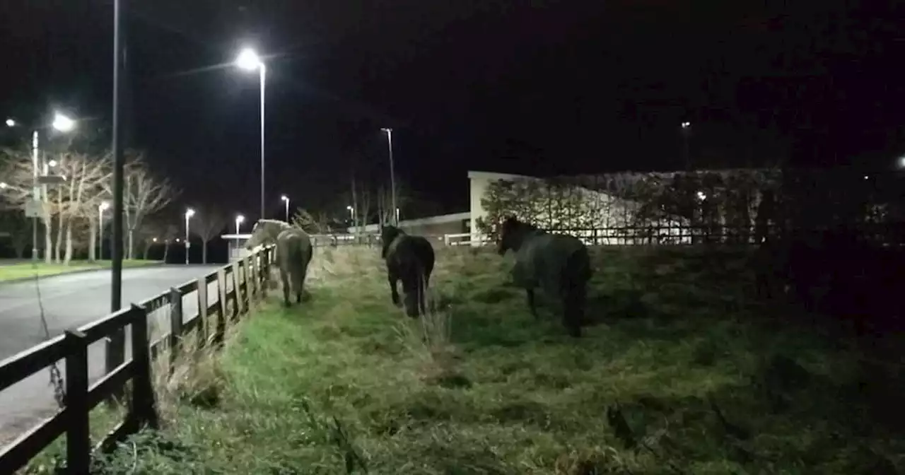 Gardai in Kilkenny and Donegal led on wild chase of horses and a goat
