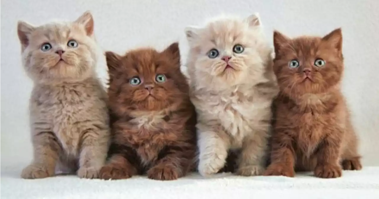 QUIZ: Can you name the breeds of all these cats? | JOE.ie