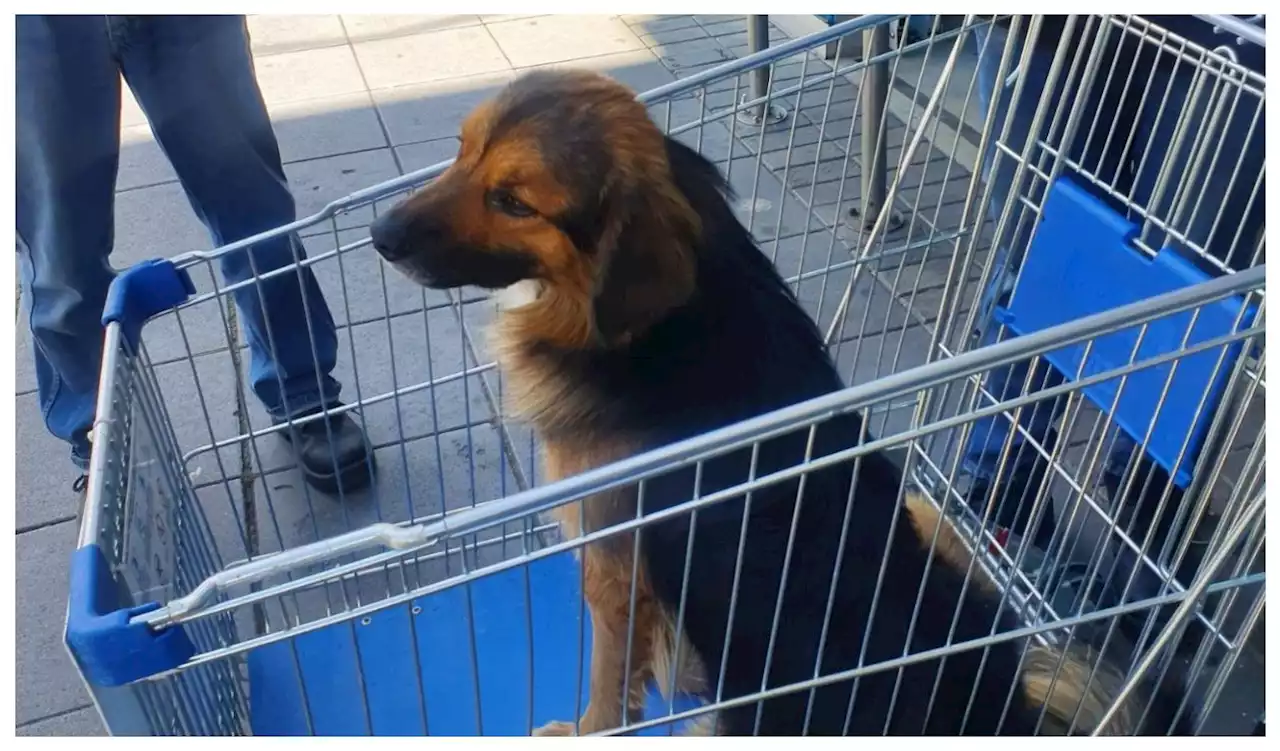 Le buscan hogar a un perrito que fue abandonado en un supermercado en Bogotá