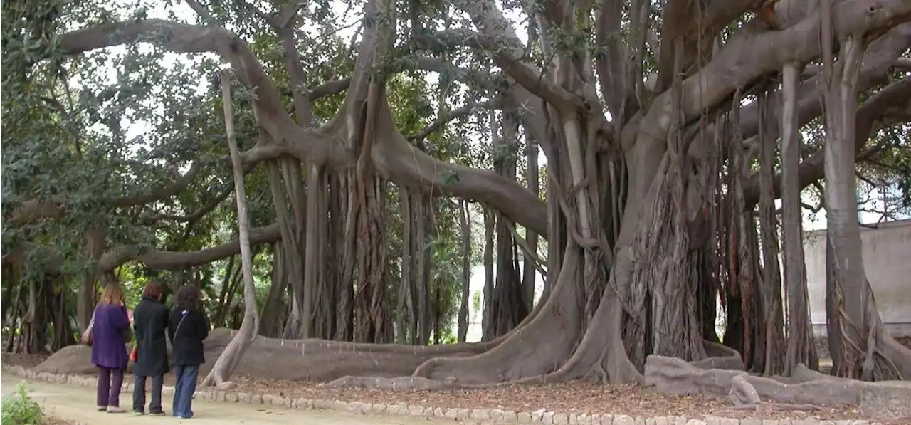 Un grand tour botanico: da Torino a Palermo, alla scoperta degli orti accademici