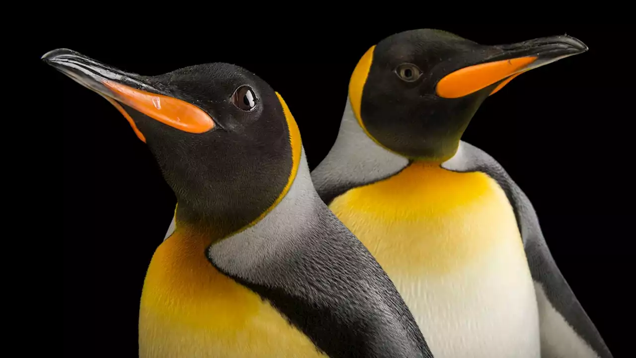 12 Penguin Portraits Show Personality