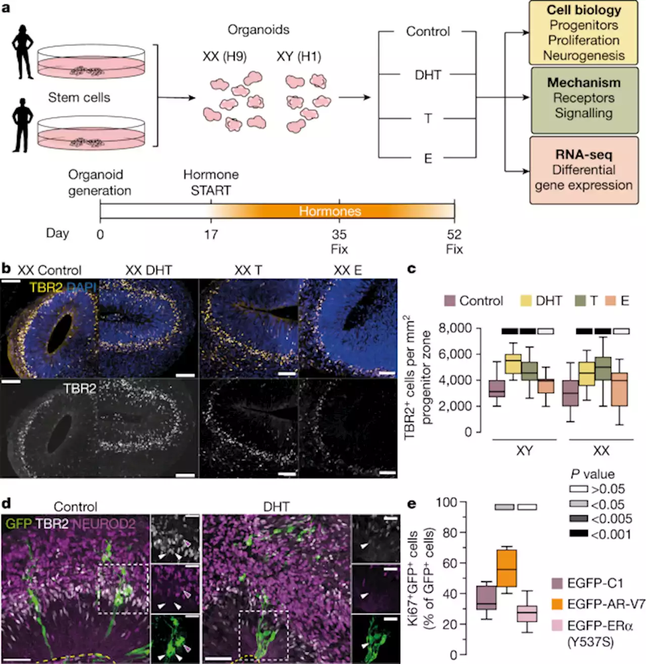 Androgens increase excitatory neurogenic potential in human brain organoids - Nature