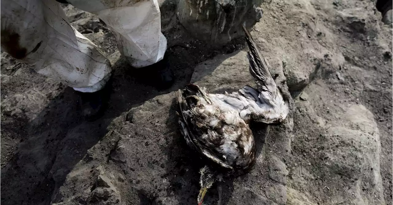 Peru's Castillo decrees major oil spill an environmental emergency