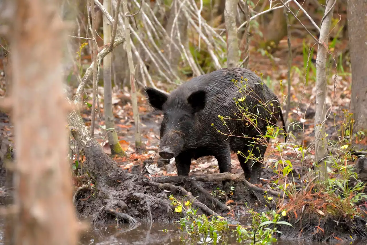 New bill seeks to stop ticking 'swine bomb' of wild pigs in Calif.