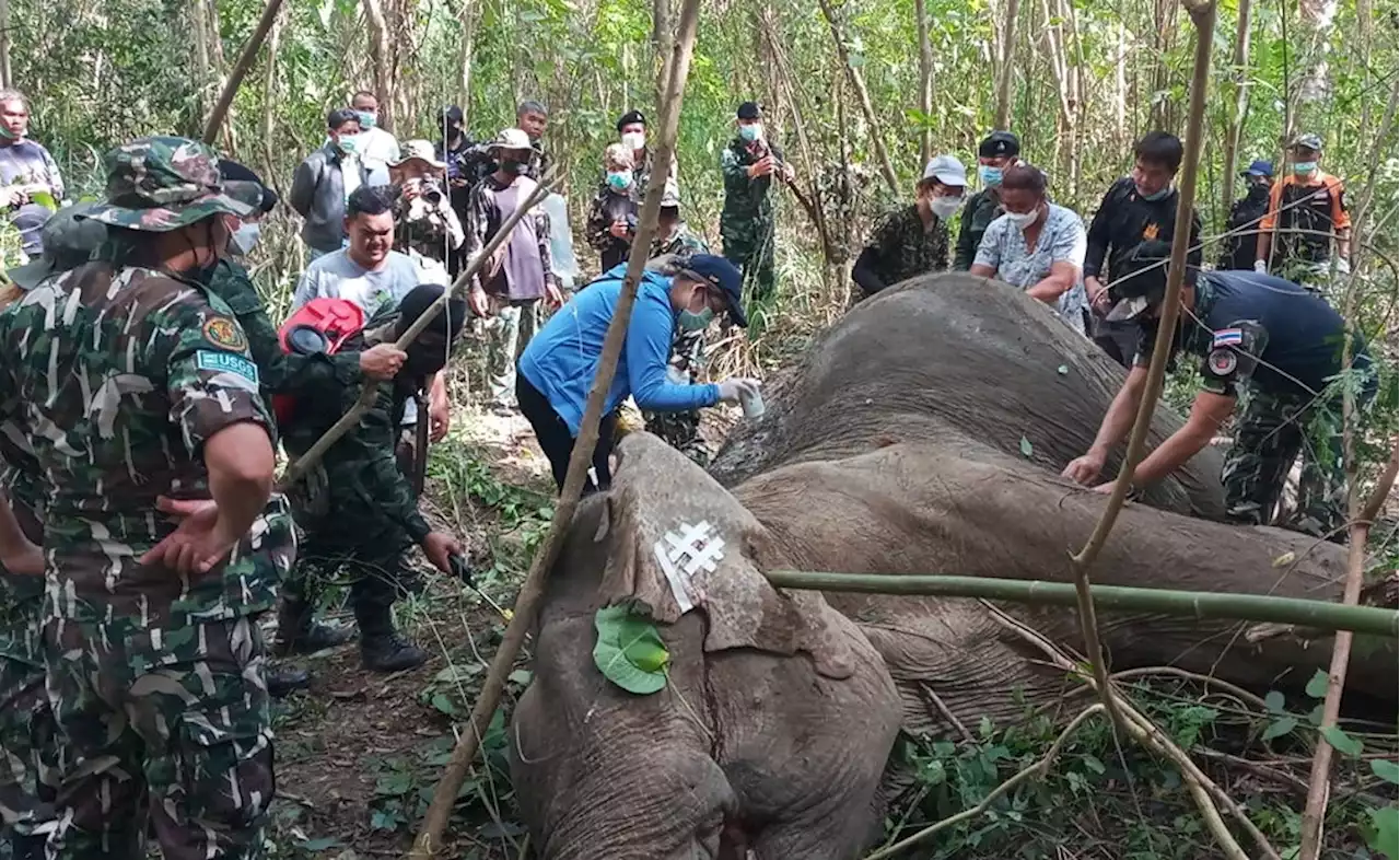 ระทึก! ช่วยชีวิต 'คุณปู่ป่าละอู' ช้างป่าถูกยิงอาการสาหัส