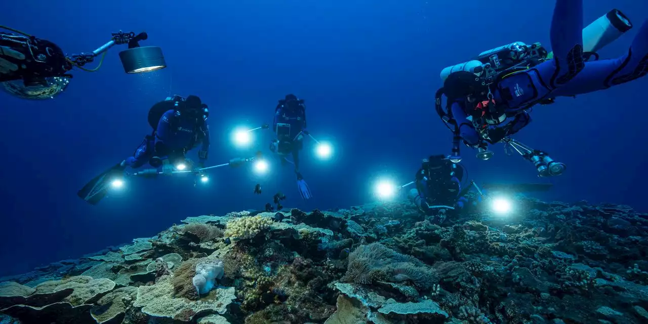 Rare Coral Reef Is Discovered Off Tahiti’s Coast