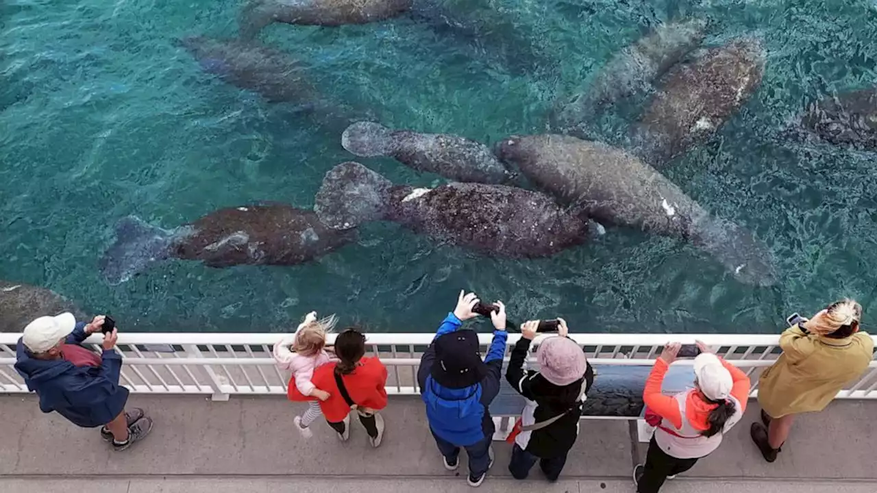 Officials: Florida manatees eating lettuce in pilot program