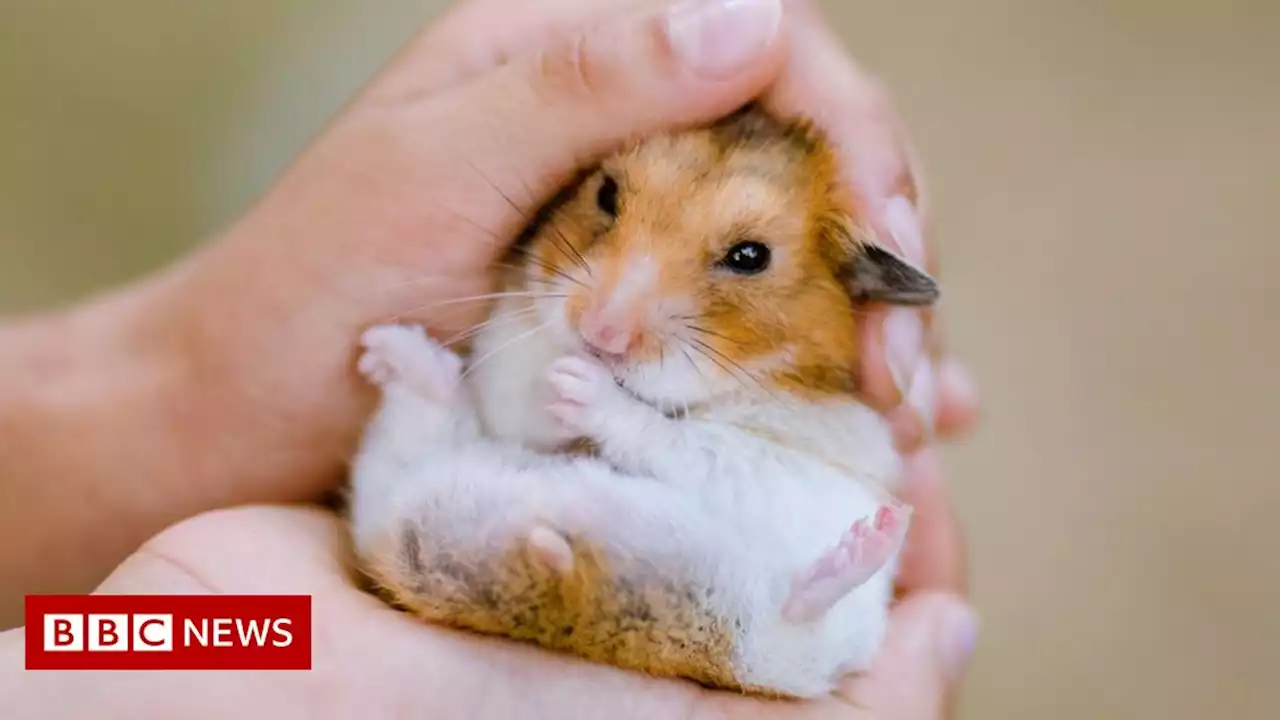 Hong Kong leader Carrie Lam defends Covid hamster cull