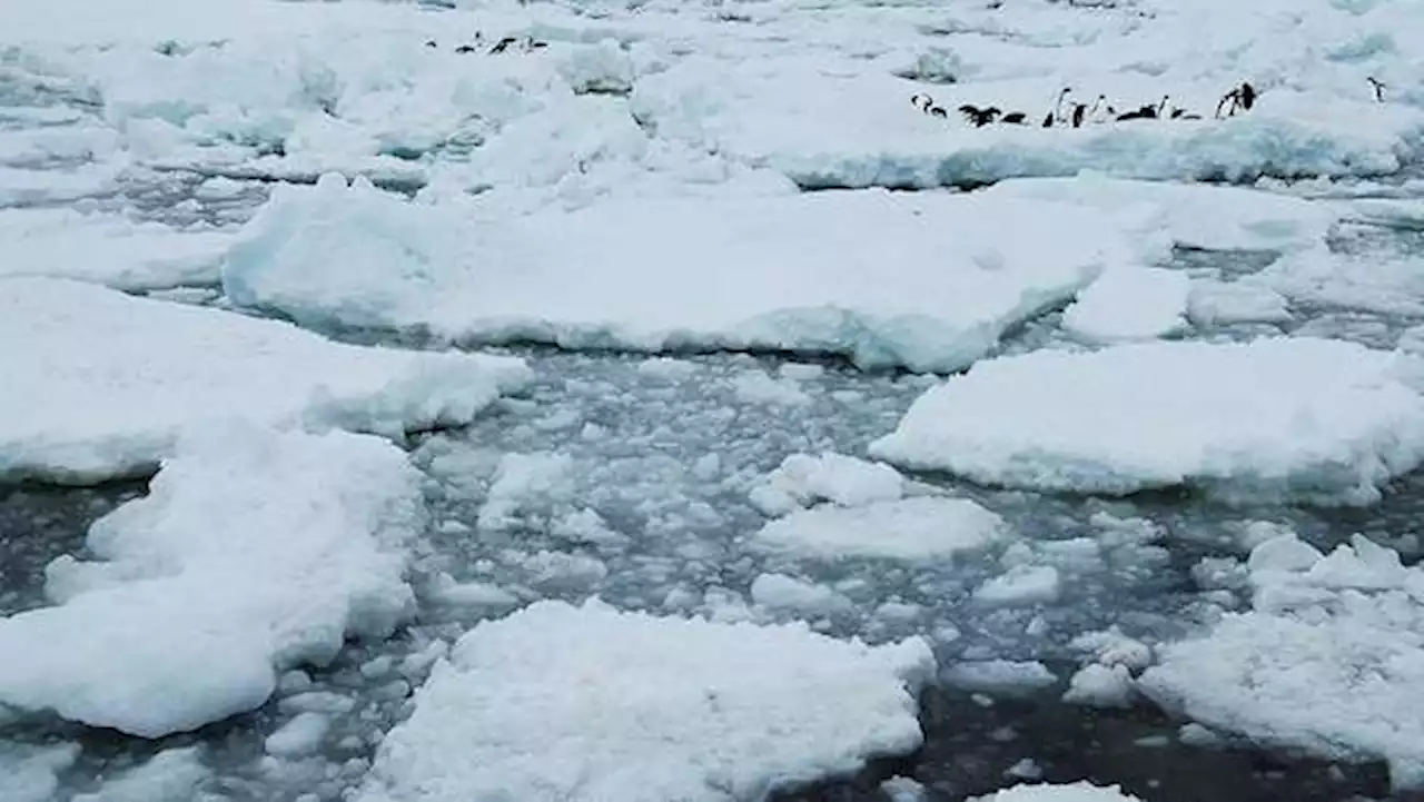 Una pulseada por la pesca en aguas de la Antártida