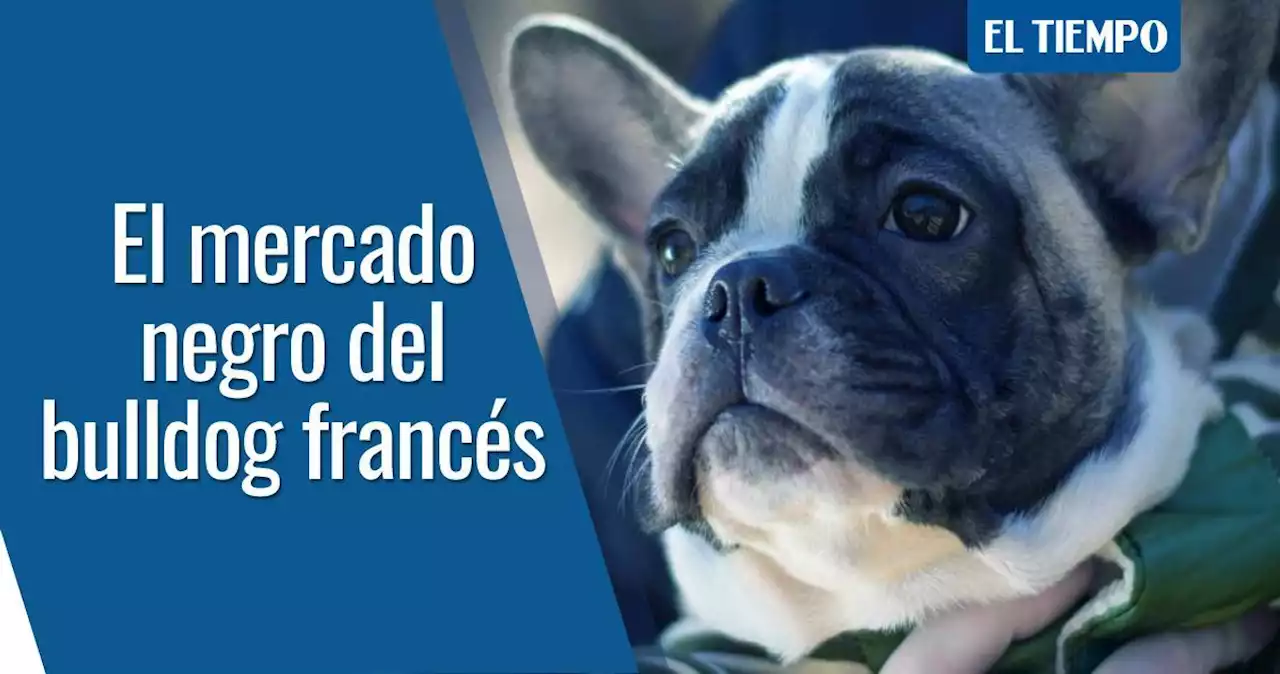 El bulldog francés, el perro que se ha convertido en botín de ladrones