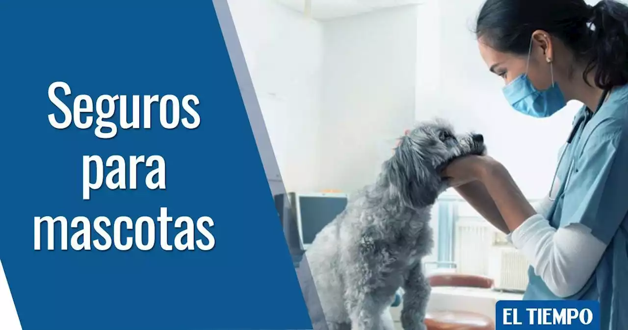 Seguros para sus mascotas: todo lo que debe saber en este 2022