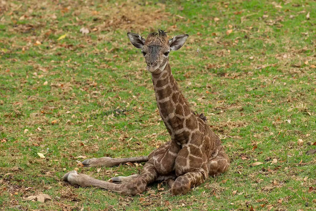 2-Day-Old Giraffe Euthanized At San Diego Zoo Safari Park