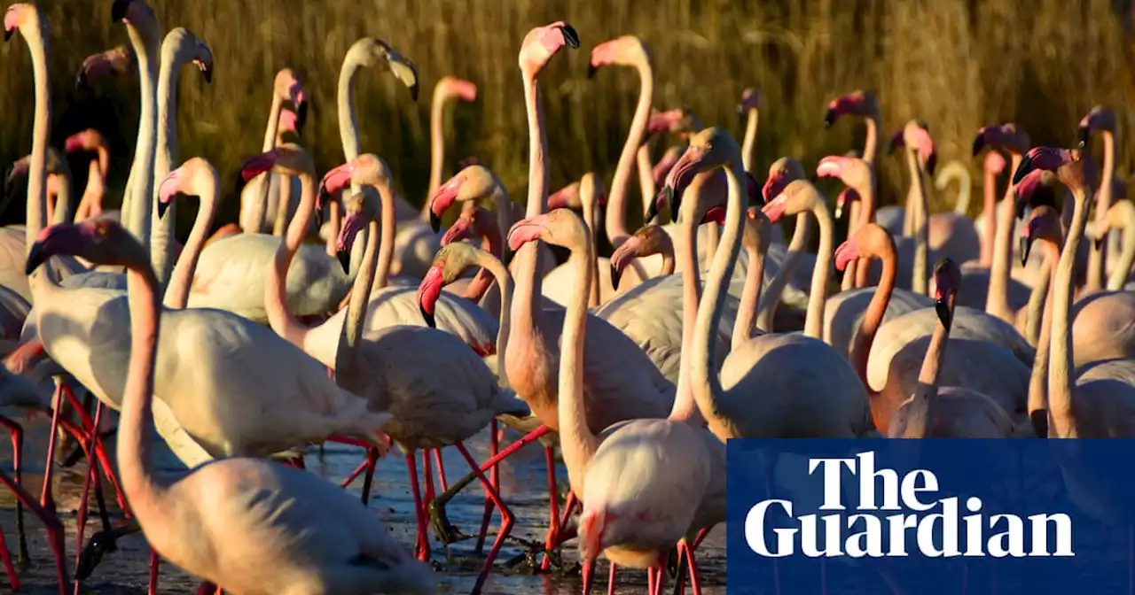 What links snooker players, race walkers and flamingos? The Saturday quiz