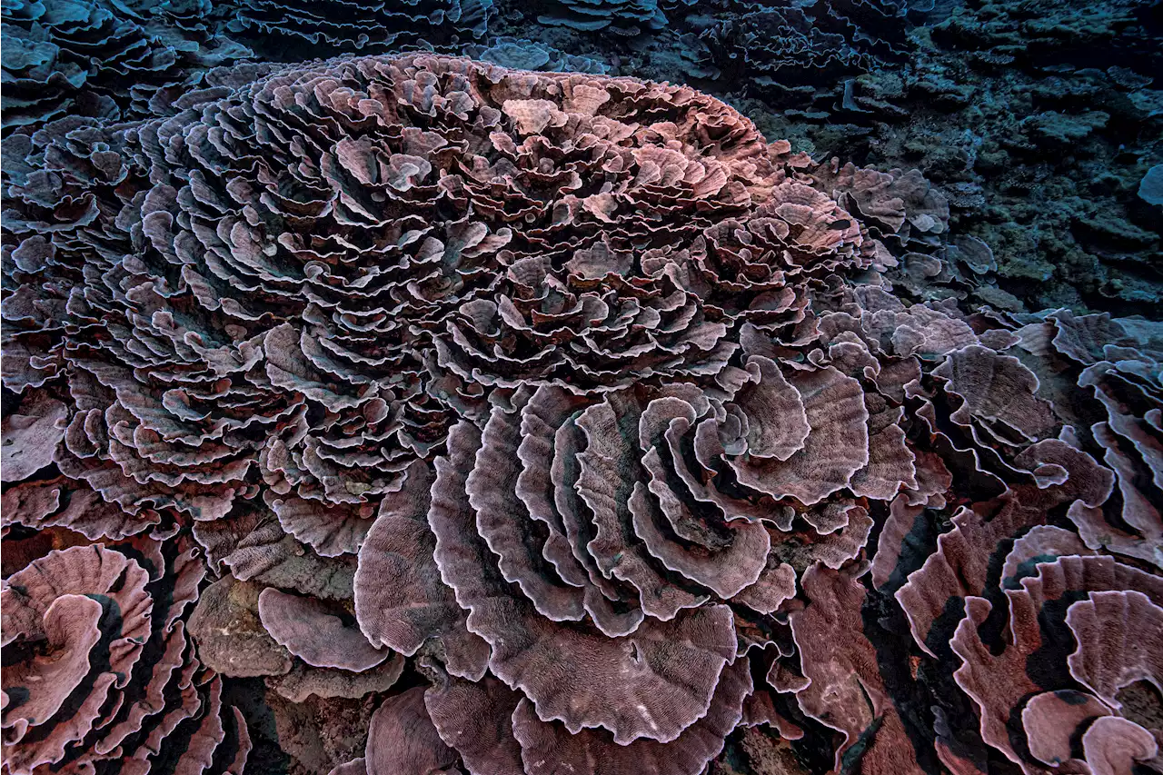 Rare, Pristine Coral Reef Found Off Tahiti Coast