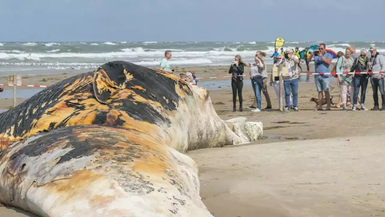 Vinvis die in 2017 op Texel strandde is grootste dier op Nederlandse kust ooit