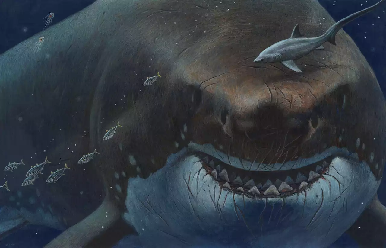 Could an ancient megashark still lurk in the deep seas?