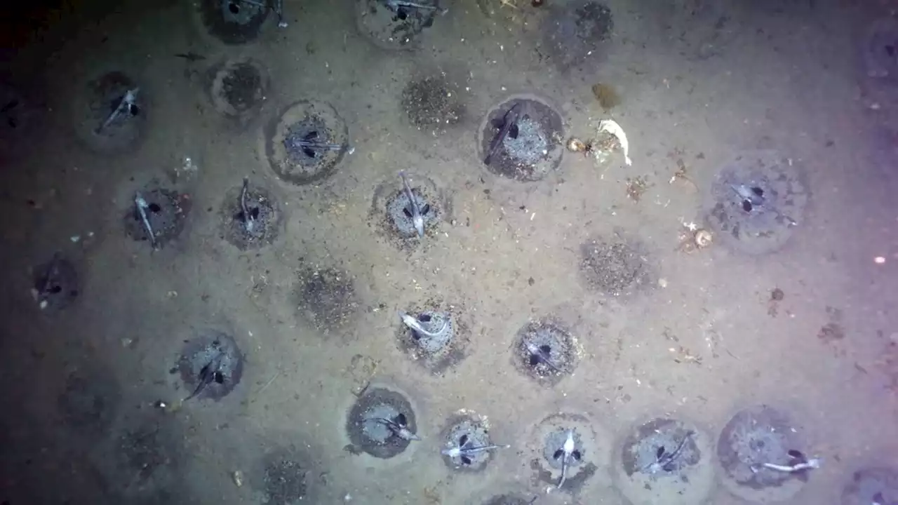 Marine Biologists Discover Enormous Breeding Colony of Icefish | Sci-News.com