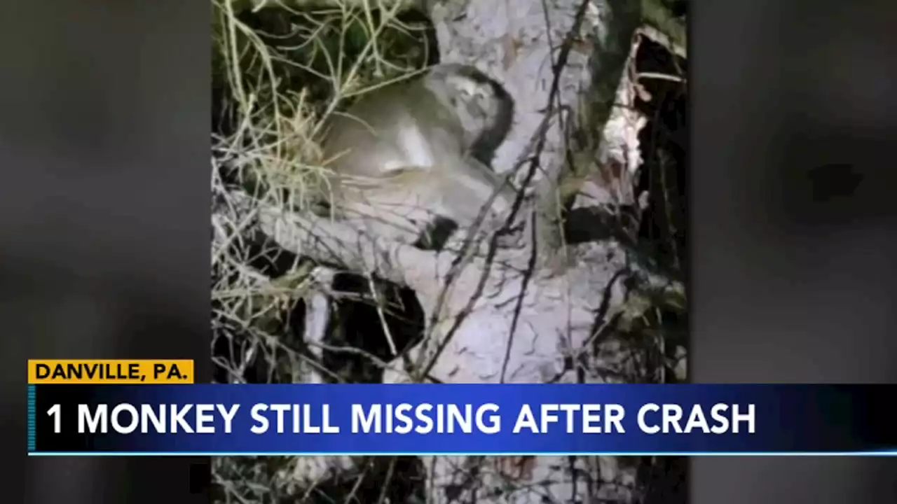 Truck with 100 monkeys crashes in Pennsylvania; At least 3 escape, 1 still on the loose