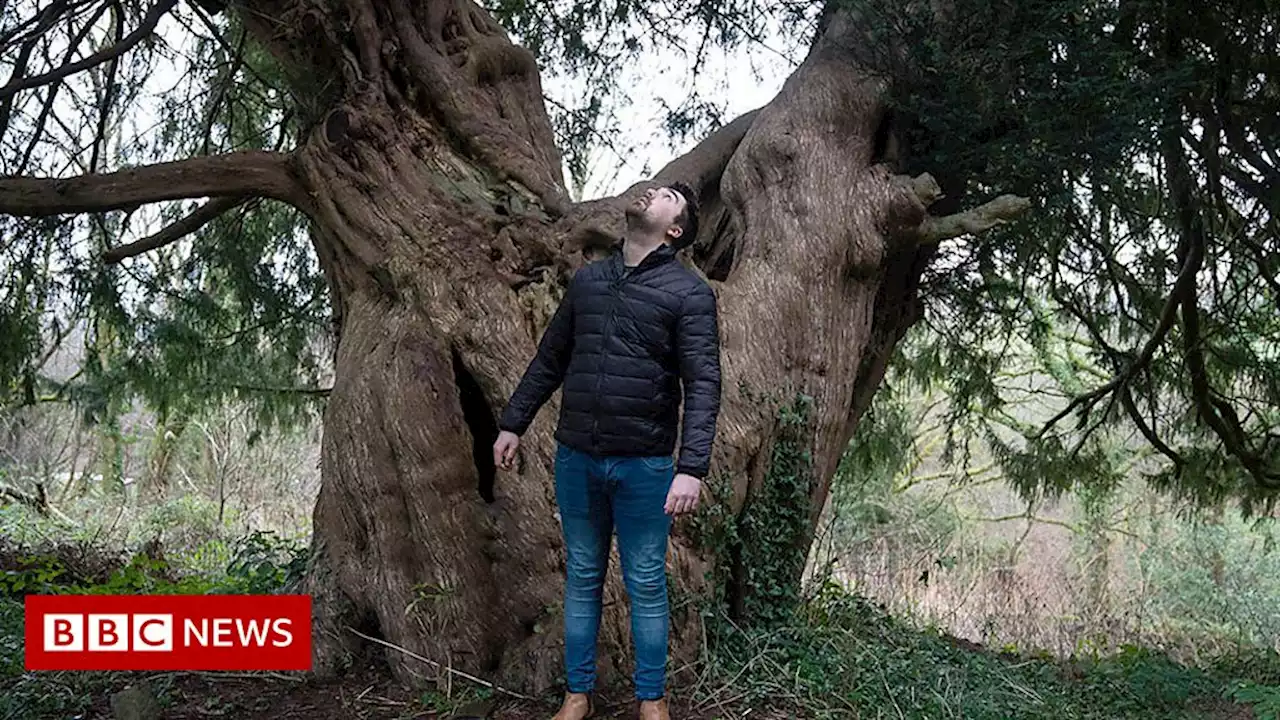 Trees as old as the pyramids 'should be revered'