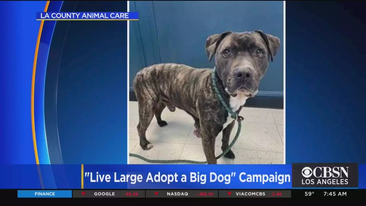 LA County Animal Services Launches Campaign To Find Big Dogs Forever Homes