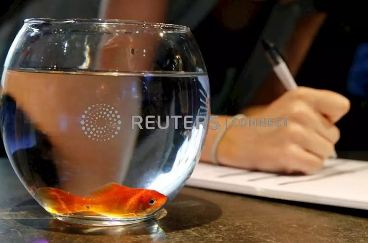 French pet care firm stops selling fish bowls – they drive fish mad