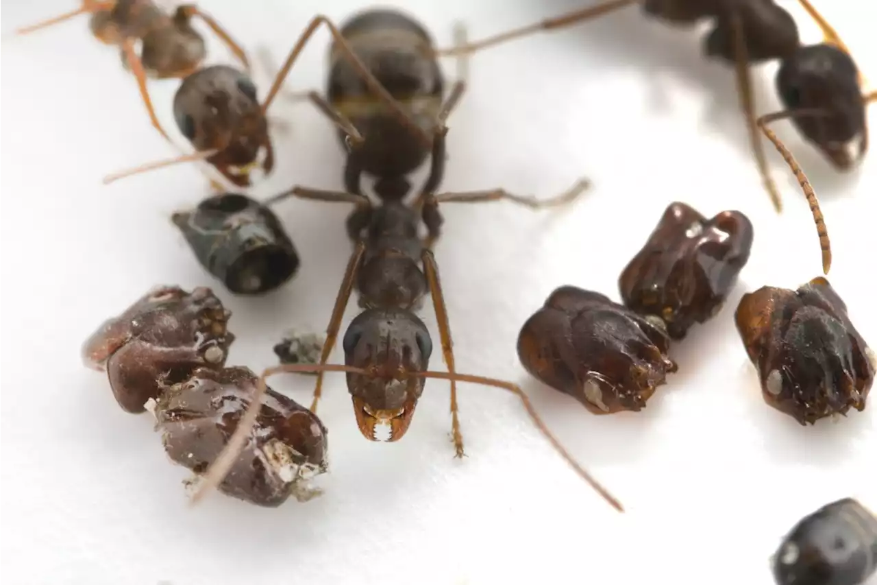 They're Ants That Collect Skulls. Now We Know How And Why.