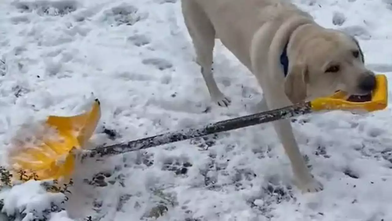 North Carolina dog ‘shovels snow’ after winter storm