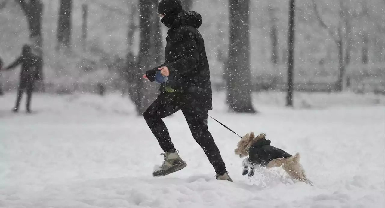 City Investigating Dog Deaths Possibly Linked To Brooklyn Park