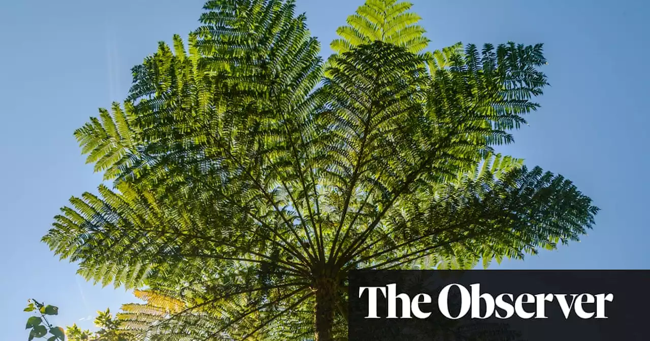 The exotic plants that love life in the UK