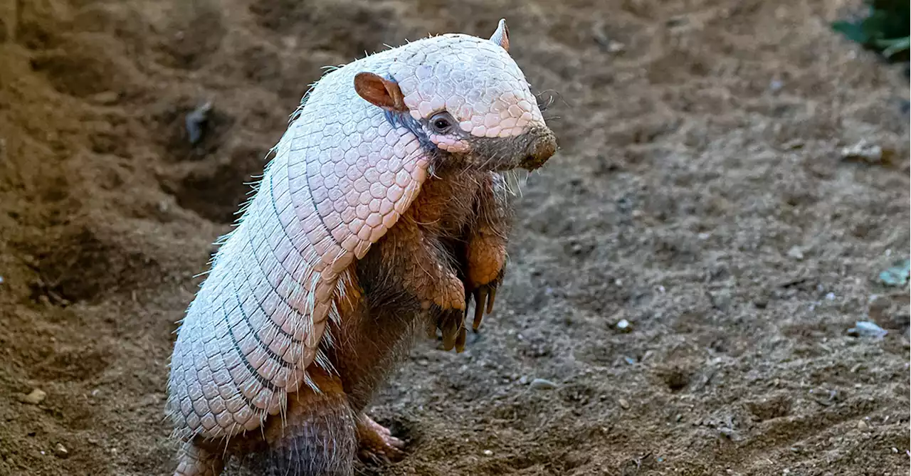 Armadillos on post-Christmas workout regime after piling on the pounds