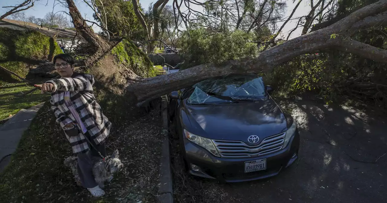 Photos: High winds topple trees in southern California