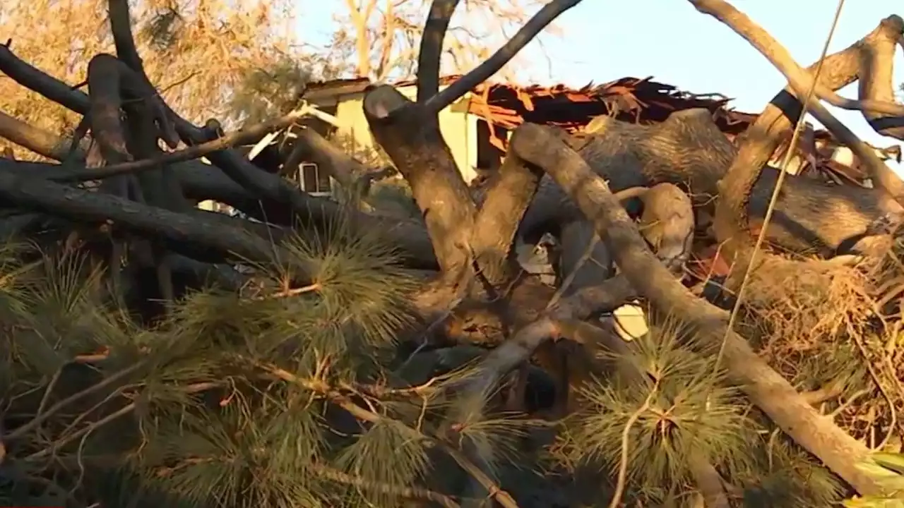 As Winds Down Trees Around SoCal, Three People Grateful for Rescue From Impacted Home