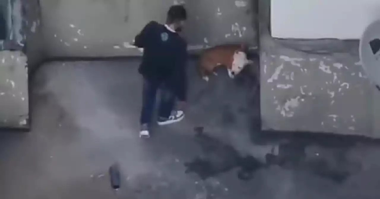 Terrible y muy doloroso caso de maltrato a un perro en el centro de Bogotá