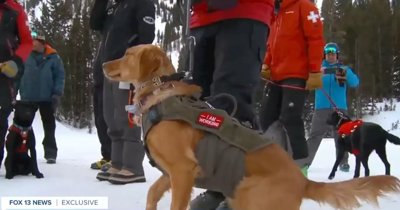 Avalanche dogs from all over the West Coast travel to Utah to learn lifesaving skills