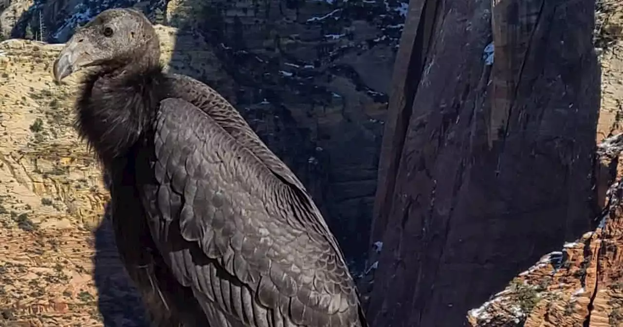 Rare bird spotted inside Zion National Park